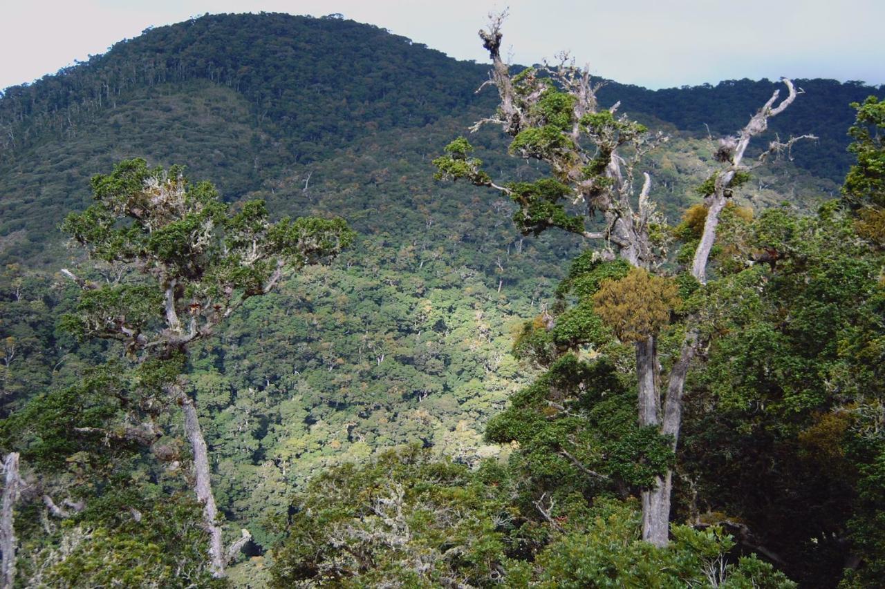 Dantica Cloud Forest Lodge ซาน เจราร์โด  เด โดตา ภายนอก รูปภาพ