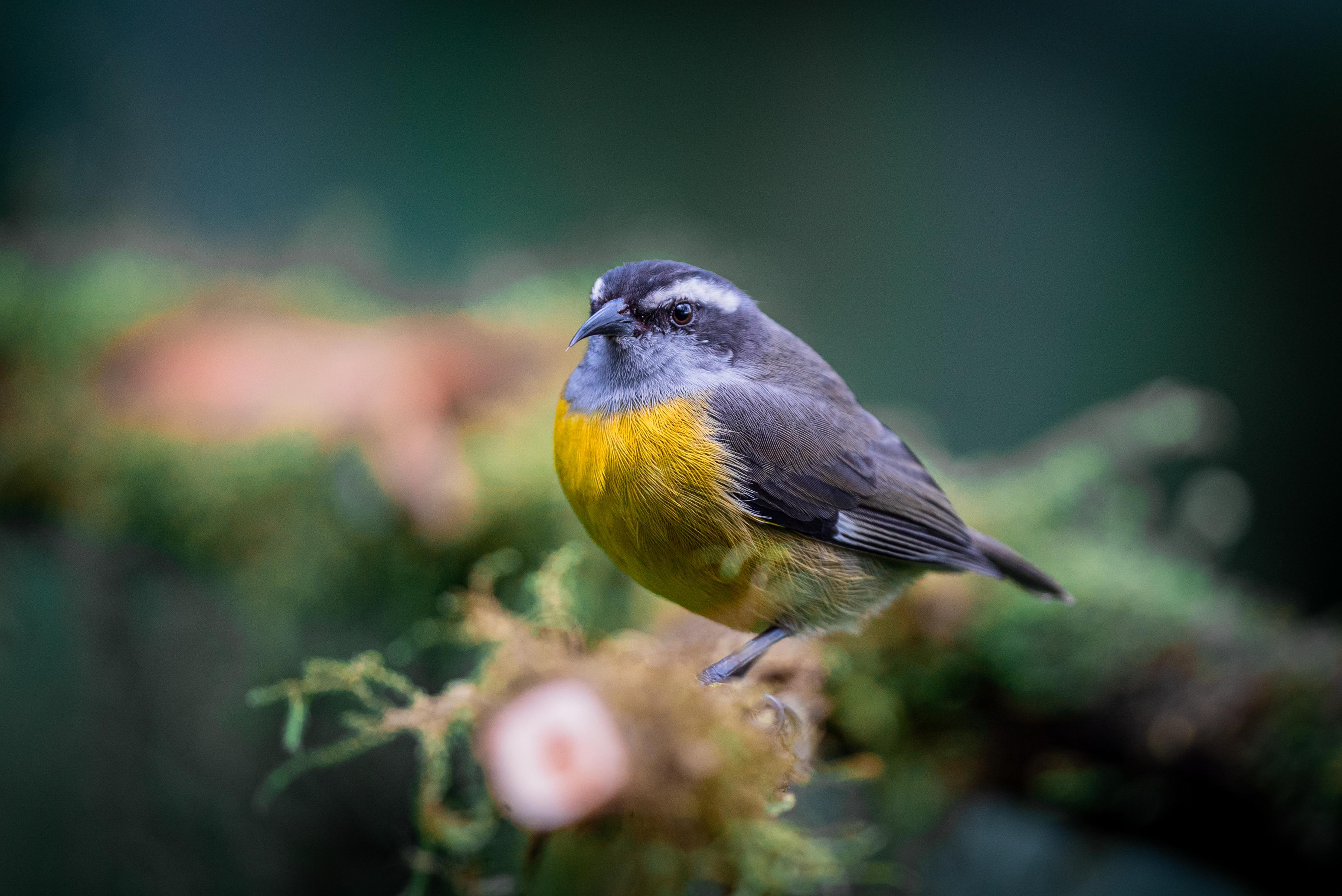 Dantica Cloud Forest Lodge ซาน เจราร์โด  เด โดตา ภายนอก รูปภาพ