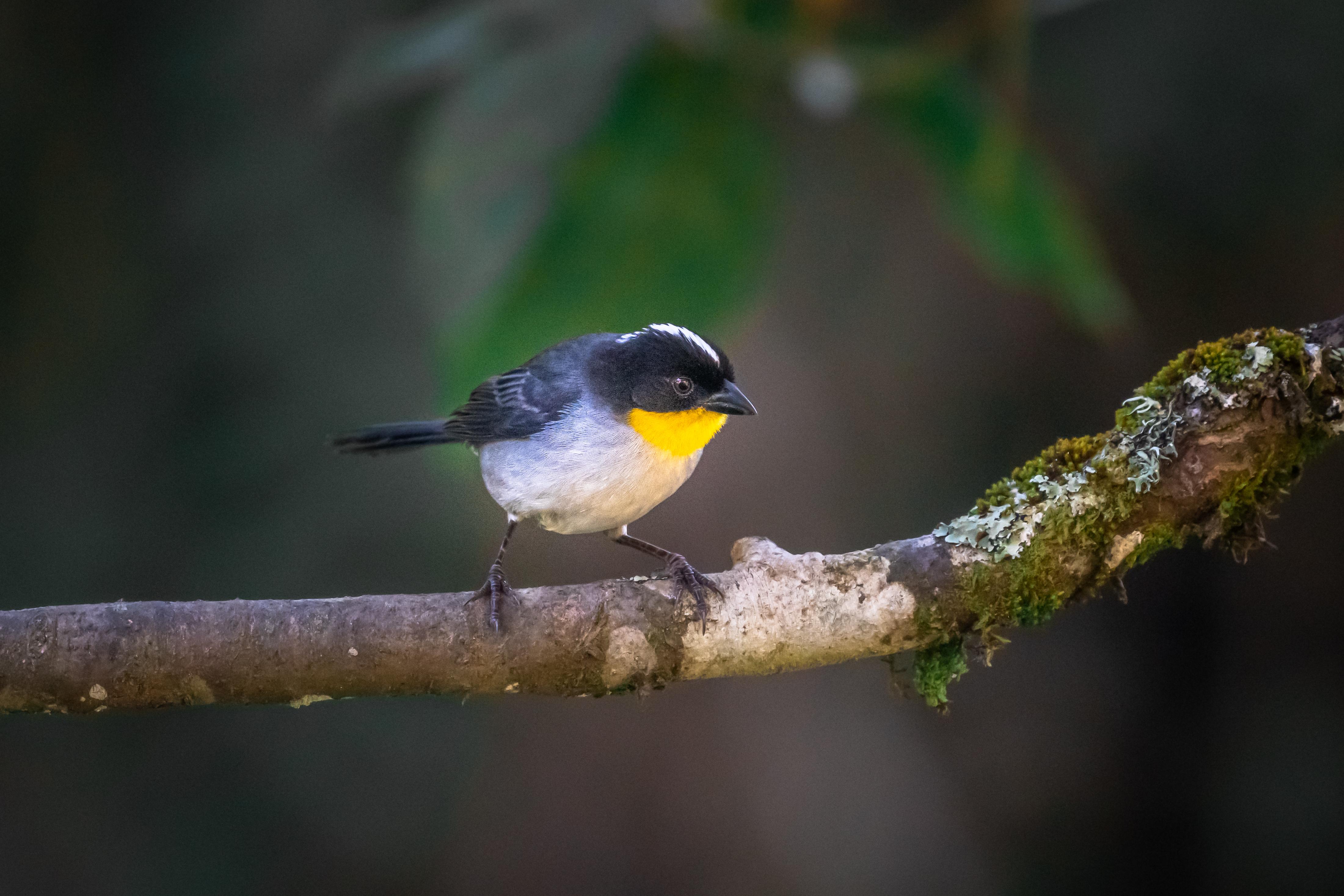 Dantica Cloud Forest Lodge ซาน เจราร์โด  เด โดตา ภายนอก รูปภาพ