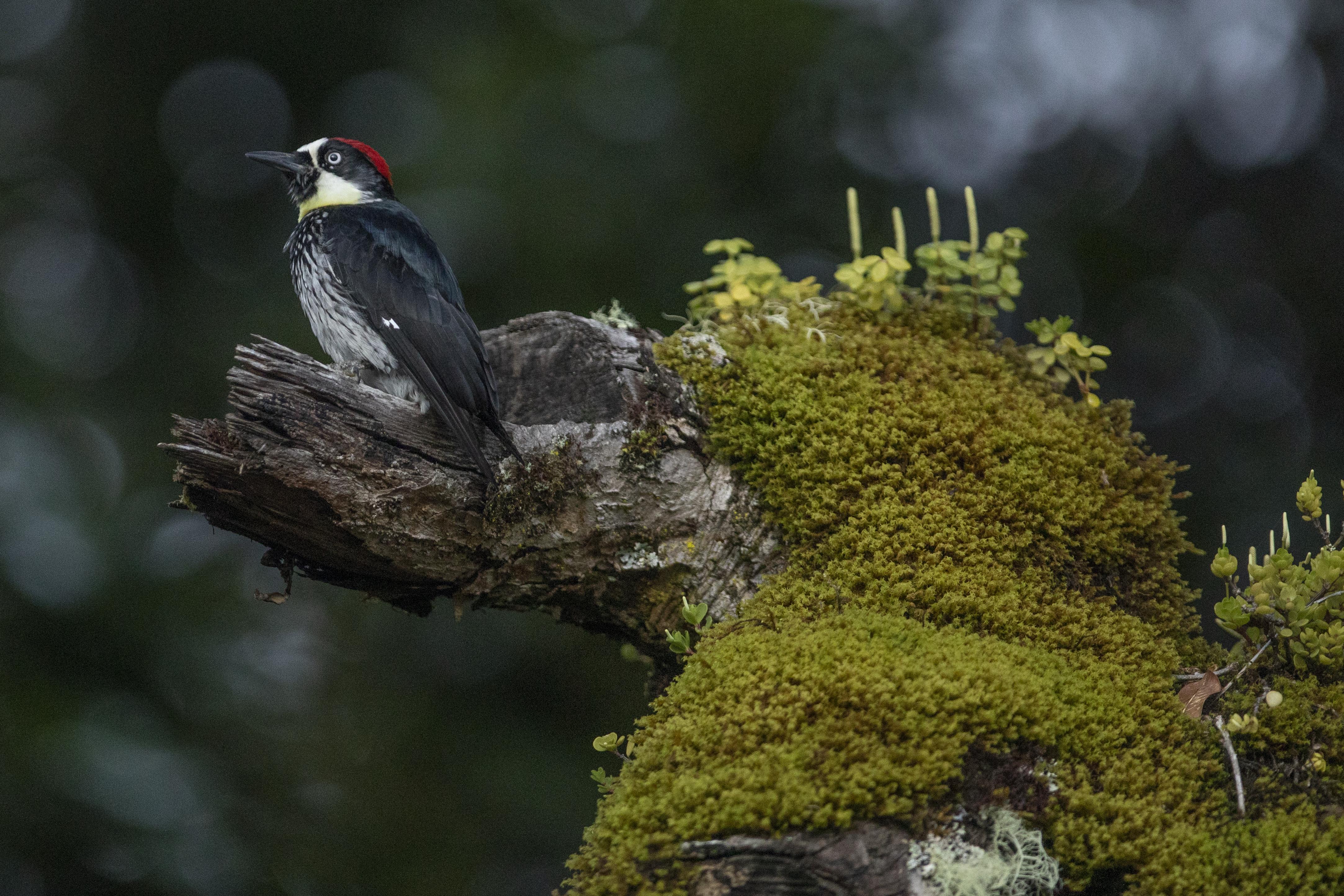 Dantica Cloud Forest Lodge ซาน เจราร์โด  เด โดตา ภายนอก รูปภาพ